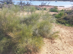 Jacksonia cupulifera