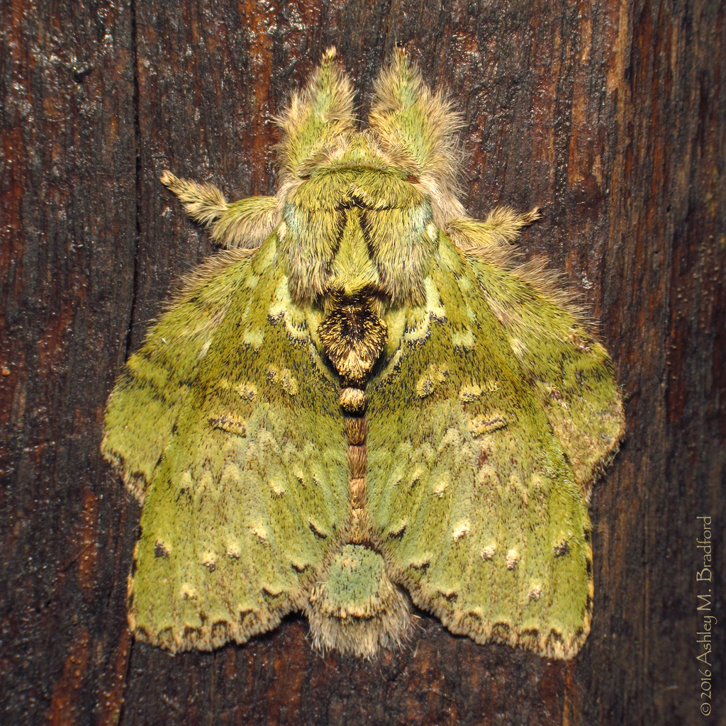 Stauropus viridissimus