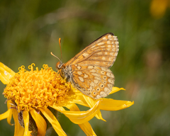 Euphydryas aurinia debilis