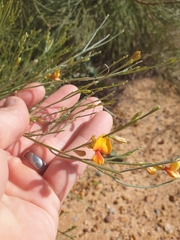 Jacksonia cupulifera