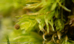 Aulacomnium androgynum