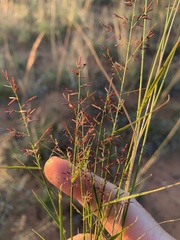 Eragrostis lacunaria