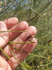 Jacksonia cupulifera