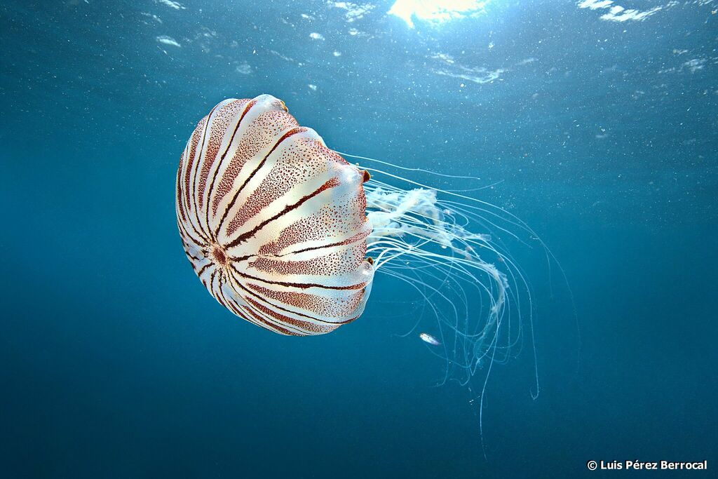 Southern African Sea Nettle