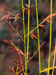 Eragrostis lacunaria