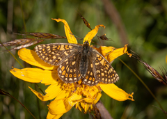 Euphydryas aurinia debilis