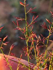 Eragrostis lacunaria