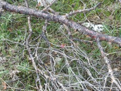 Onobrychis saxatilis