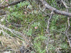 Onobrychis saxatilis