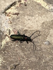 Aromia moschata ambrosiaca