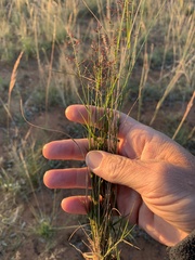 Eragrostis lacunaria