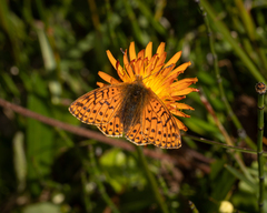 Boloria napaea