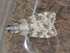 Scoparia pyralella