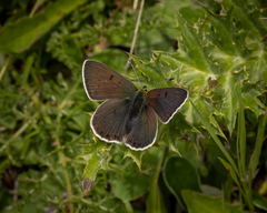 Lycaena tityrus subalpina