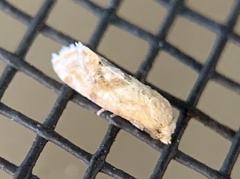 Platphalonidia