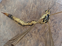 Nephrotoma flavescens