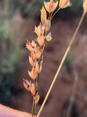 Eriachne mucronata