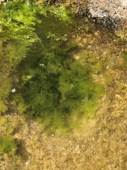 Ulva lactuca