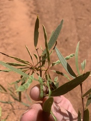Acacia leptostachya