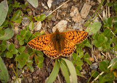 Boloria napaea