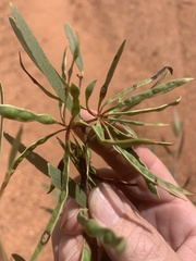 Acacia leptostachya