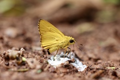 Cupitha purreea