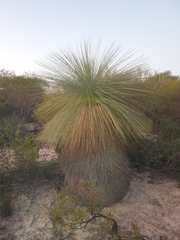 Xanthorrhoea drummondii