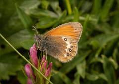 Coenonympha gardetta darwiniana