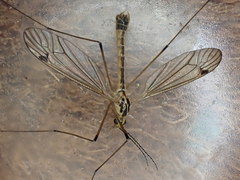 Nephrotoma flavescens