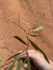Acacia leptostachya