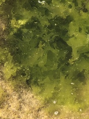 Ulva lactuca