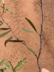 Acacia leptostachya