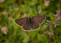 Lycaena tityrus subalpina