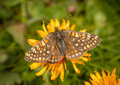 Euphydryas aurinia debilis