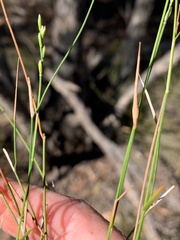 Setaria rara