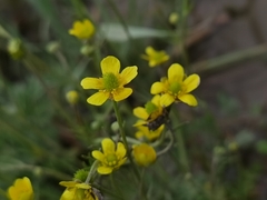 Ranunculus tanguticus