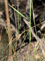 Setaria rara