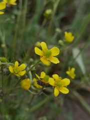 Ranunculus tanguticus