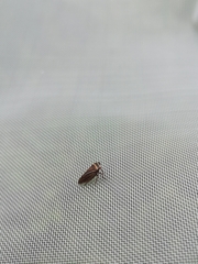 Aphrodinae