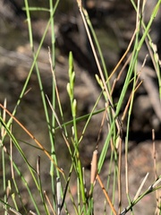 Setaria rara