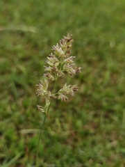 Poa tibetica