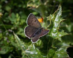 Lycaena tityrus subalpina