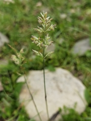 Poa tibetica