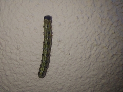 Cydalima perspectalis