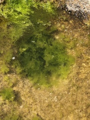 Ulva lactuca