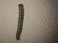 Cydalima perspectalis