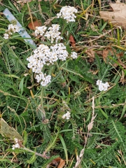 Achillea millefolium