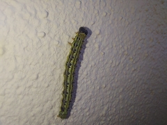 Cydalima perspectalis