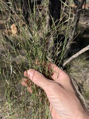 Setaria rara