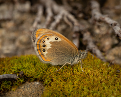 Coenonympha gardetta darwiniana
